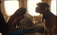Empresa operará voos charters com itens de conforto e bem-estar animal - Reprodução Bark Air