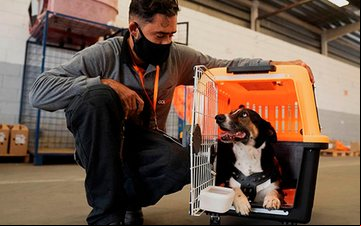 O guia integra o plano de transporte aéreo de animais, do Ministério de Portos e Aeroportos - Divulgação