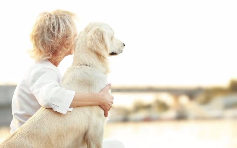 ANAC está recebendo sugestões da população sobre o transporte aéreo de animais - Royal Canin