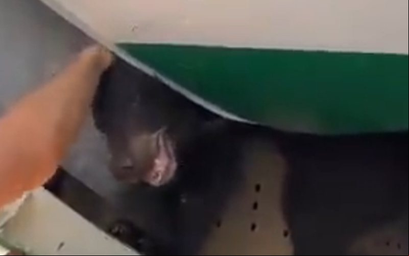 O animal foi sedado e retirado da aeronave por autoridades de Dubai - Reprodução/Redes Sociais